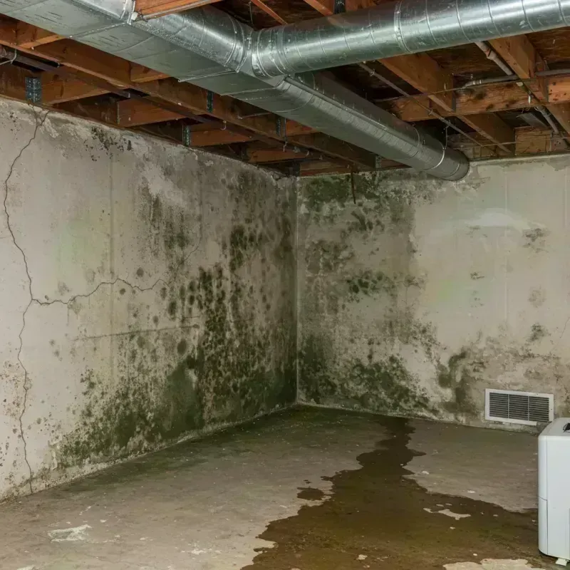 Professional Mold Removal in Glasgow, MO